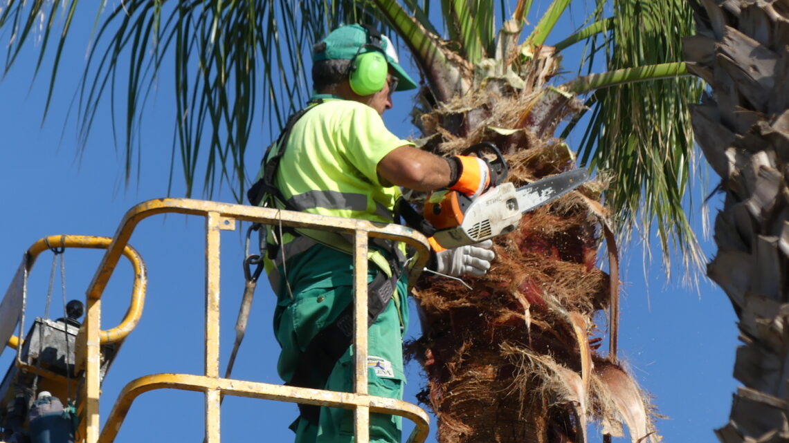 Comienza el plan de poda de palmeras Comienza el plan de poda de palmeras