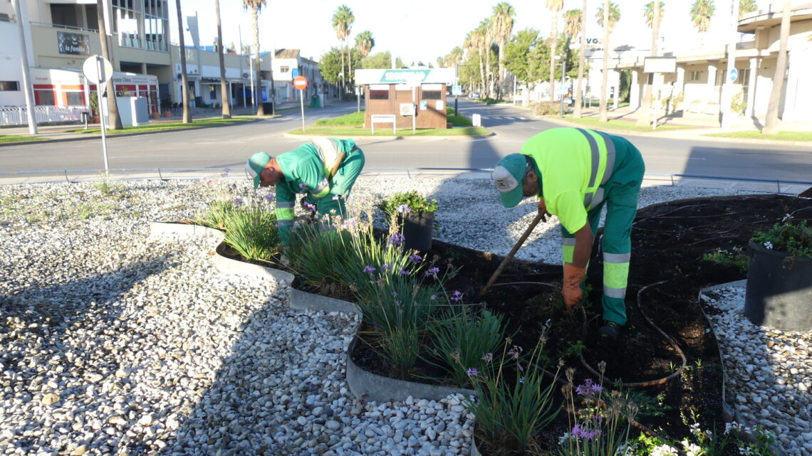 Labores de jardinería: sustitución de plantas y reposición de marras arbustivas Labores de jardinería: sustitución de plantas y reposición de marras arbustivas