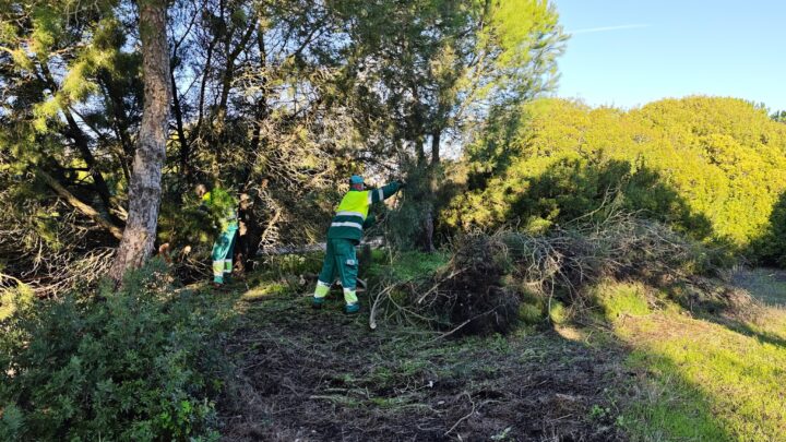 Limpieza y aclareo de la «zona de experimentación»