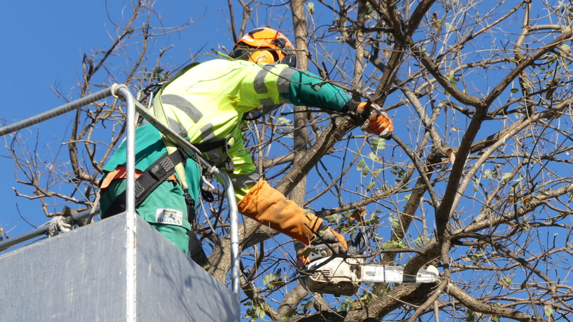 Poda de tipuanas en avenida Reina Sofía