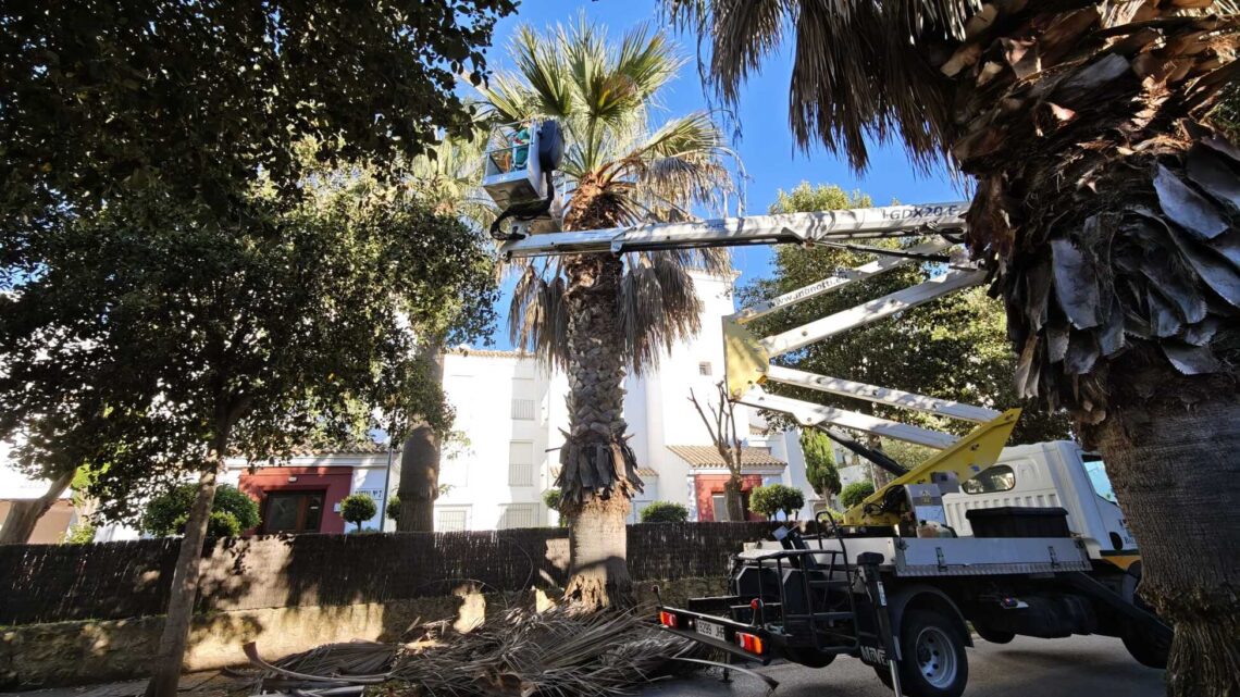 Inicio de la campaña de poda de palmeras
