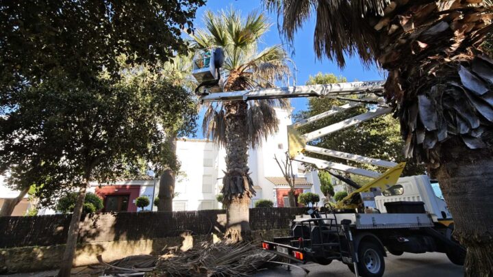 Inicio de la campaña de poda de palmeras