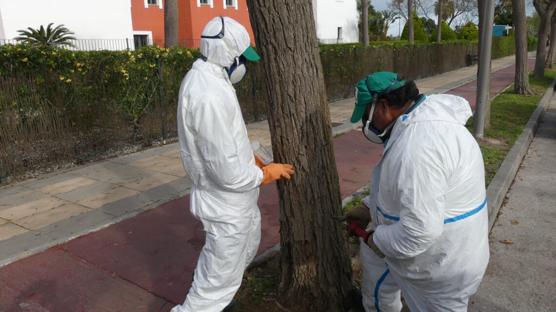 Endoterapia en arbolado de tipuanas