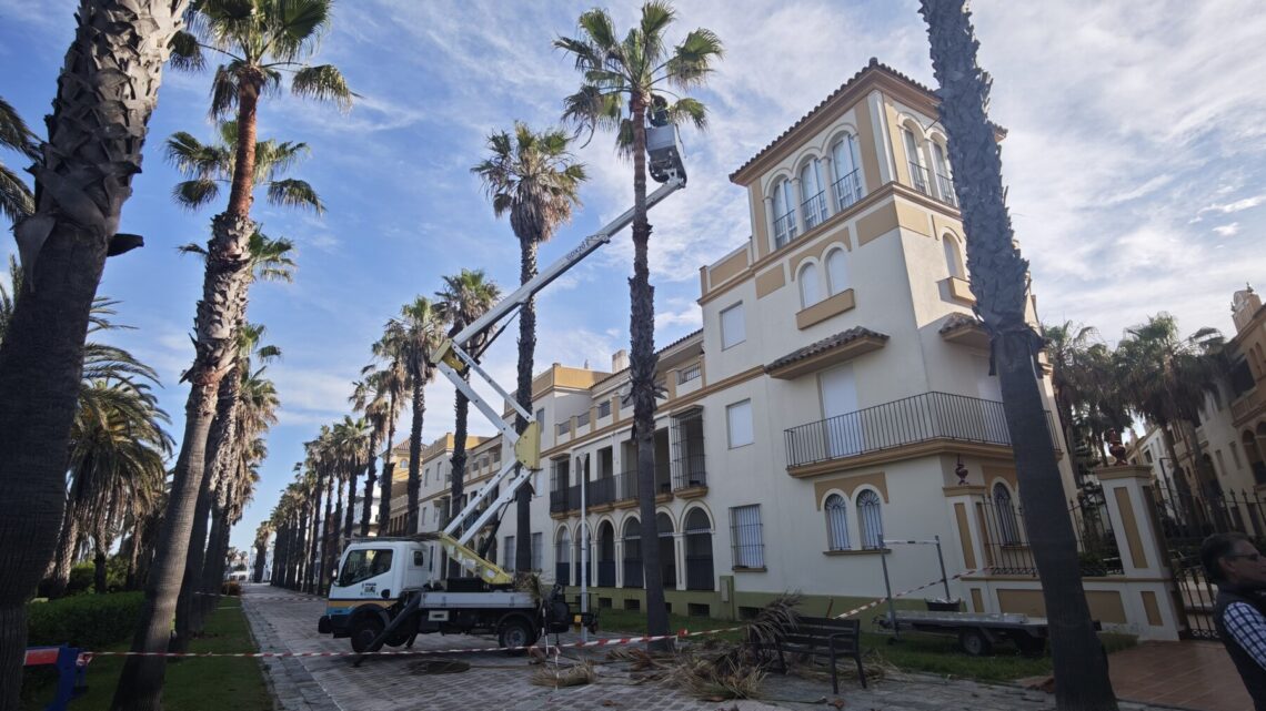 Continúa la poda de palmeras por avenida del Mar