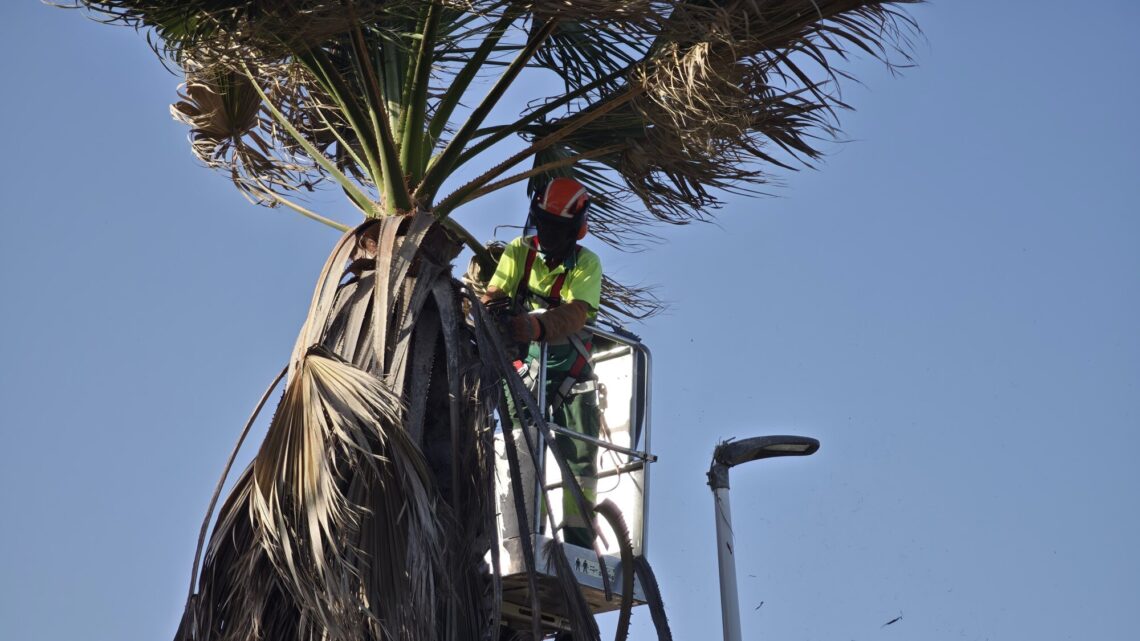 La EUC de Costa Ballena avanza en su campaña de poda de palmeras y centra sus trabajos en el paseo litoral