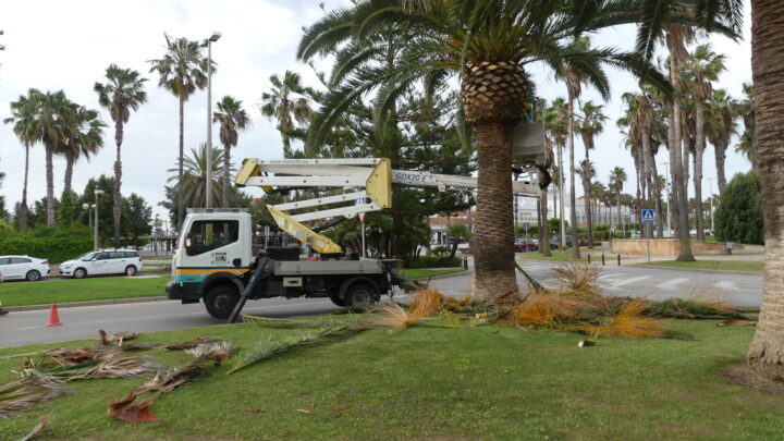 La EUC continúa los trabajos de poda de palmeras por la avenida Juan Carlos I