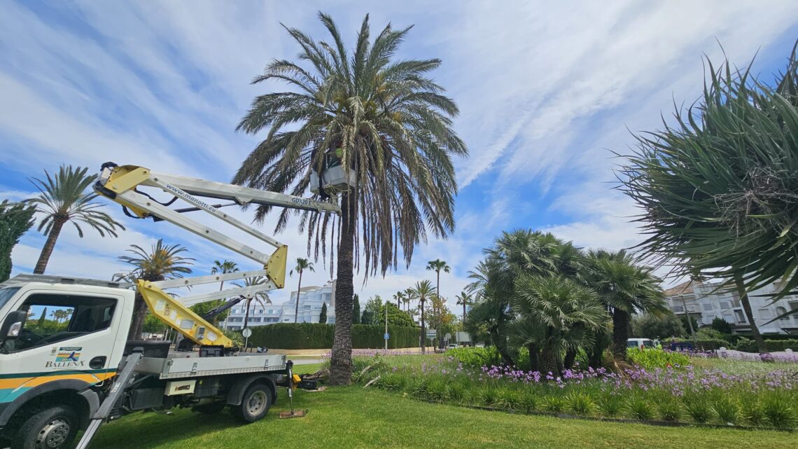 Finaliza la campaña de poda de palmeras superando los objetivos marcados