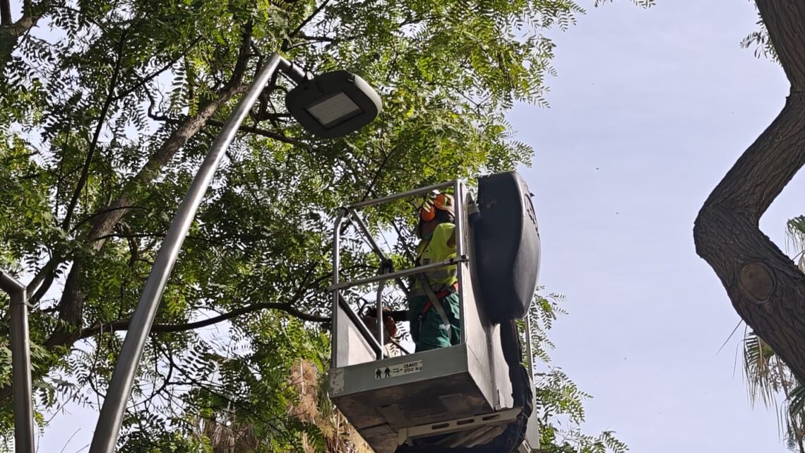 Poda para el aclareo de luminarias