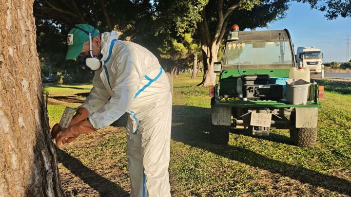 Comienzan los trabajos de aplicación de endoterapia para controlar la procesionaria del pino